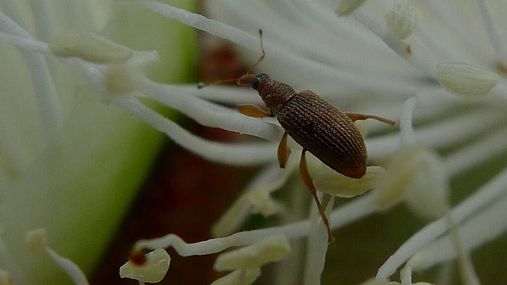 Image of Ancyttalia sydneyensis Zimmerman 1994