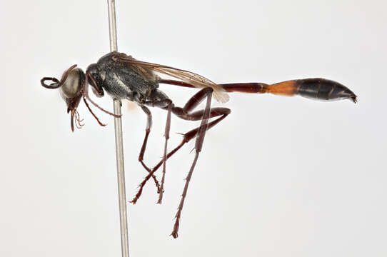 Слика од Ammophila urnaria Dahlbom 1843