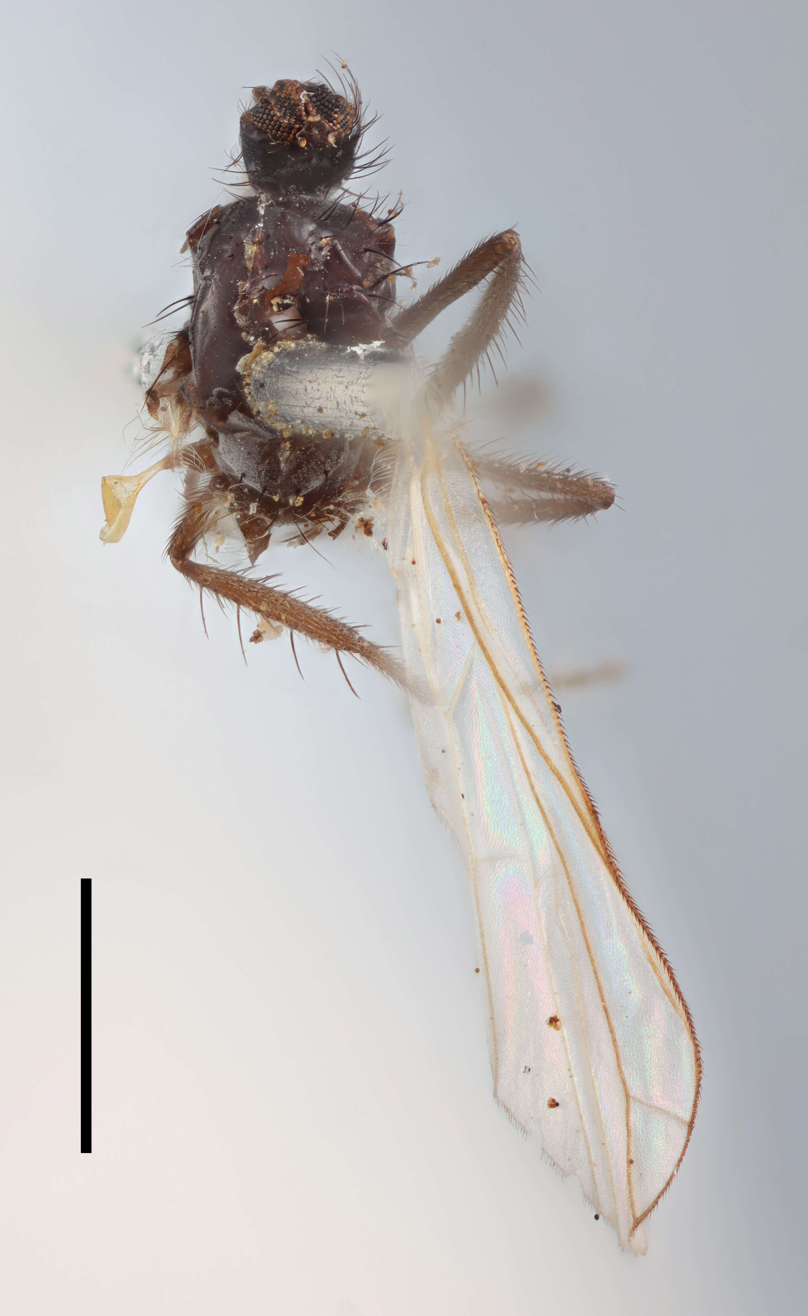 Image of Empis nitidula Zetterstedt 1859