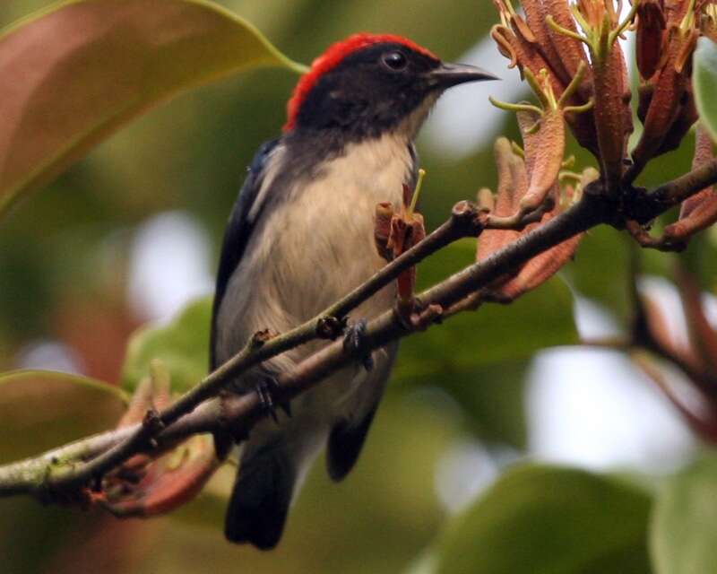 Image of Scarlet-backed Flowerpecker