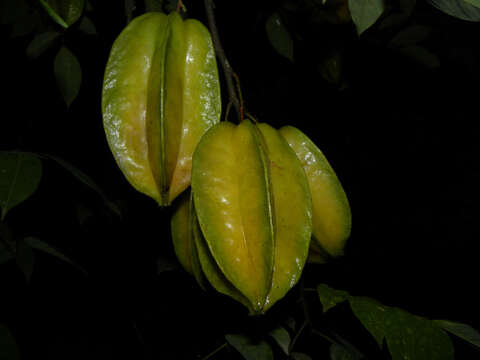 Plancia ëd Averrhoa carambola L.