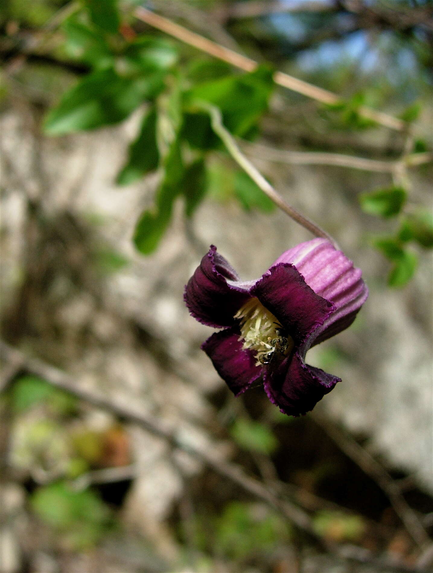 Sivun Clematis pitcheri Torr. & Gray kuva