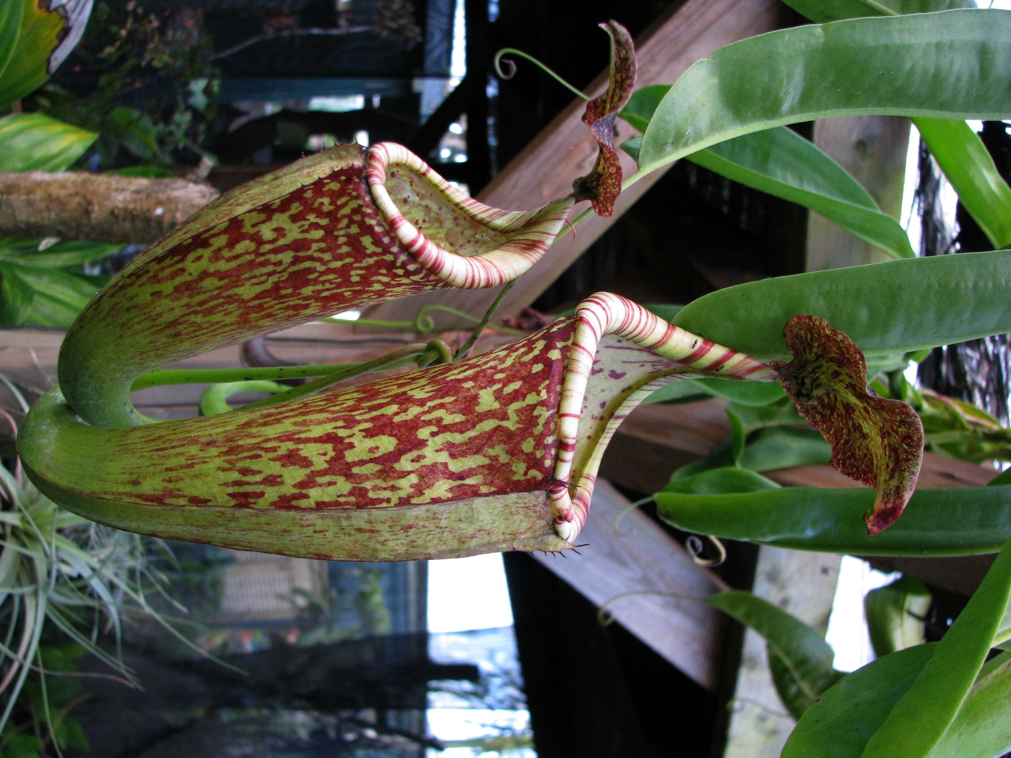 Image of Nepenthes maxima Reinw. ex Nees