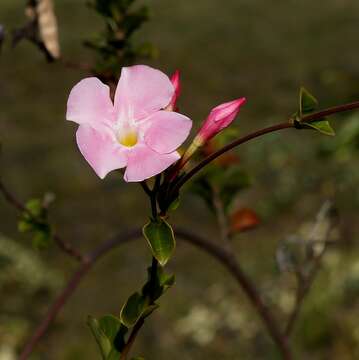 Plancia ëd Mandevilla bahiensis (Woodson) M. F. Sales & Kin.-Gouv.