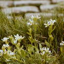 Image of Cochlearia anglica L.