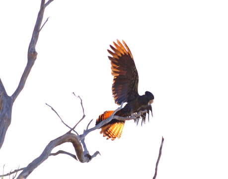 Image of Calyptorhynchus Desmarest 1826