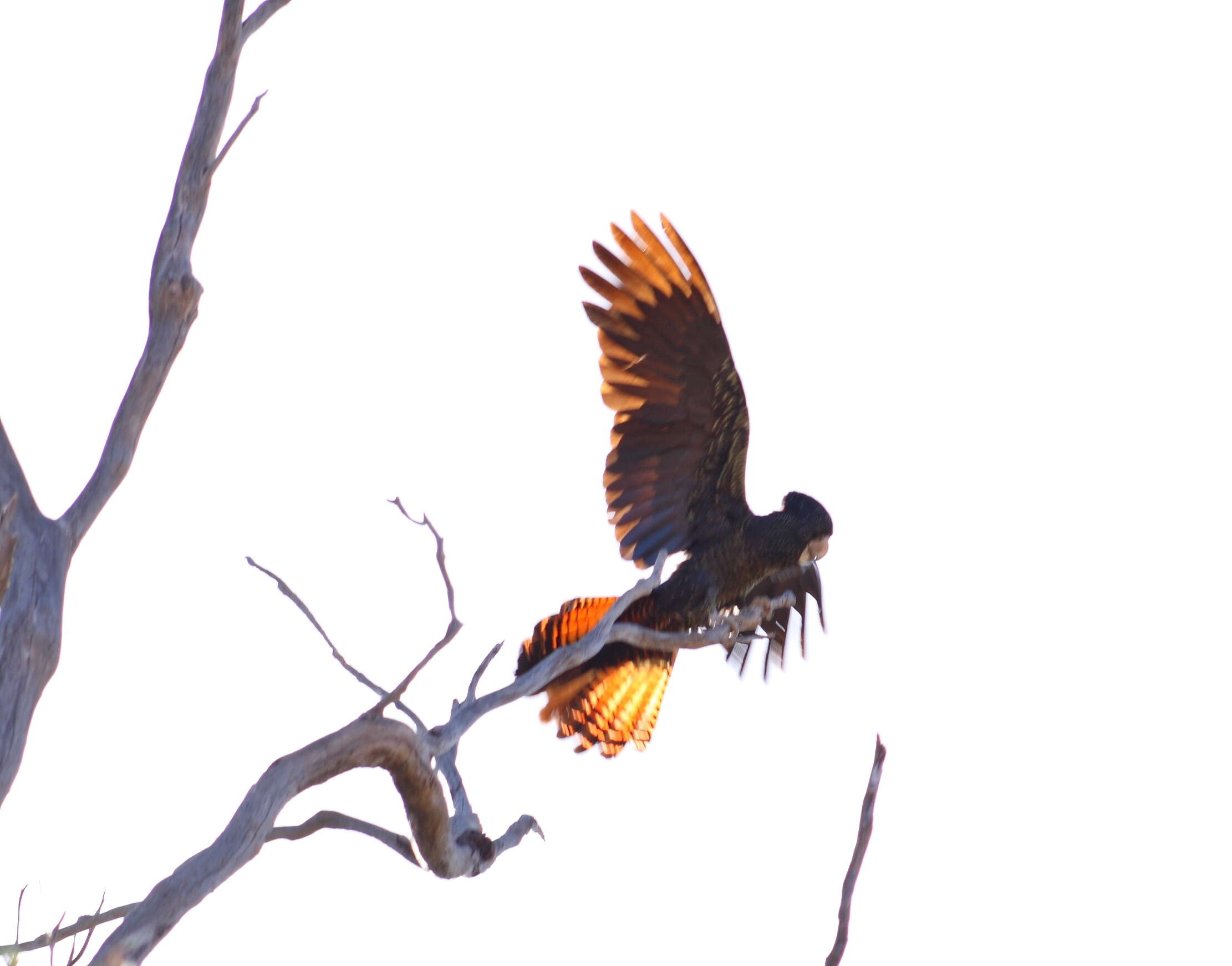 Image of Calyptorhynchus Desmarest 1826