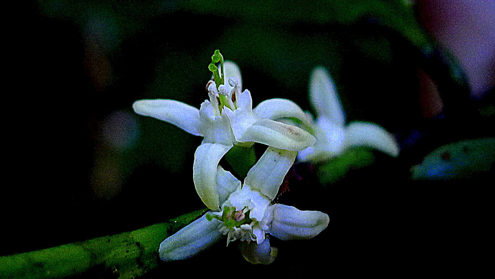 Image of Erythroxylum martii Peyr.