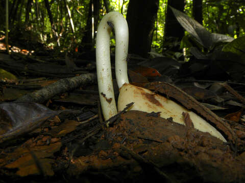 Image of Pouteria laevigata (Mart.) Radlk.