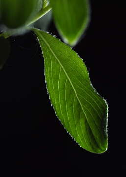 Image of White Willow