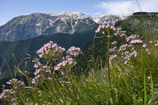 Image of valerian