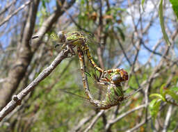 Image of Common Hooktail