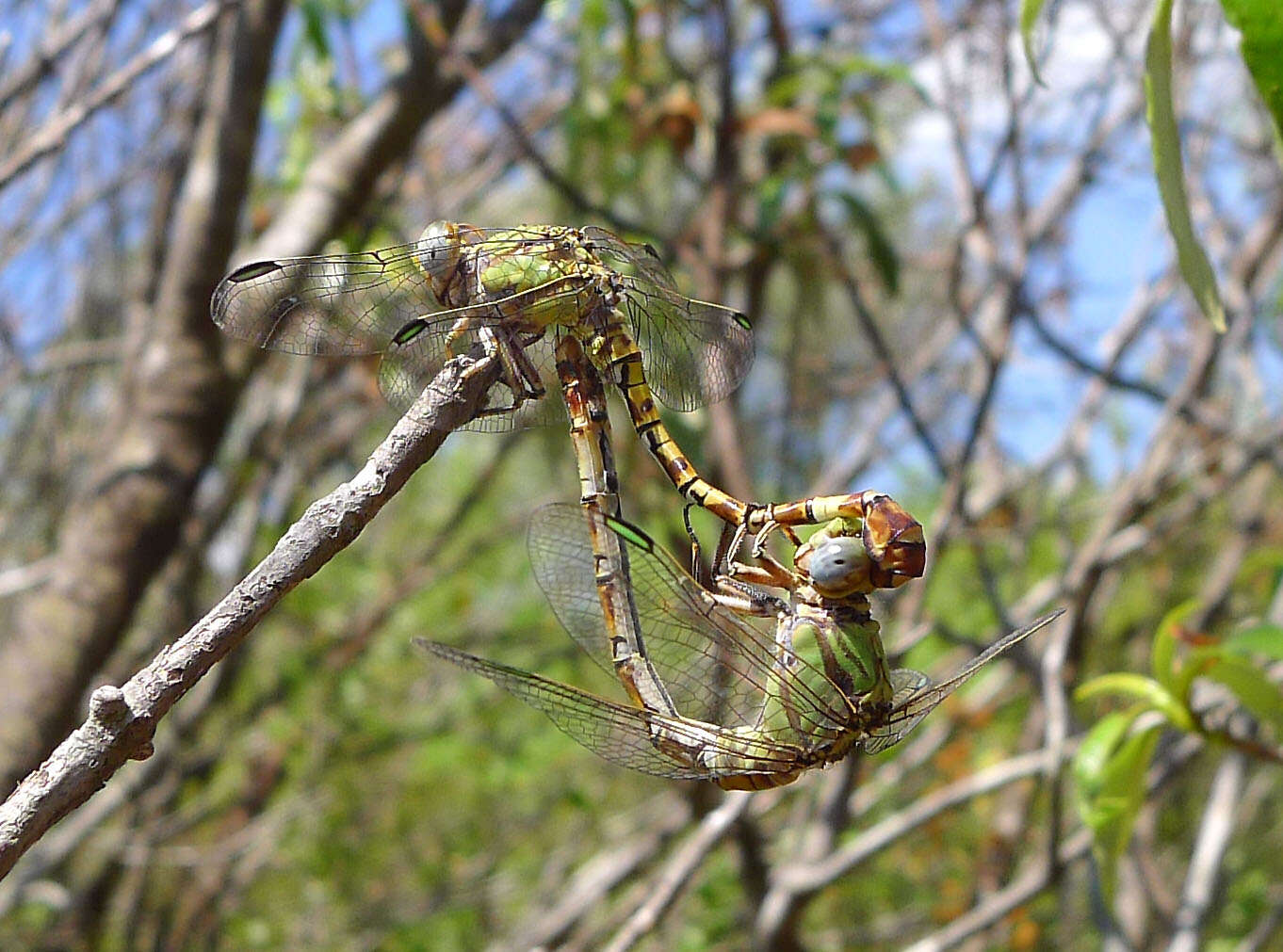 Imagem de Paragomphus genei (Selys 1841)