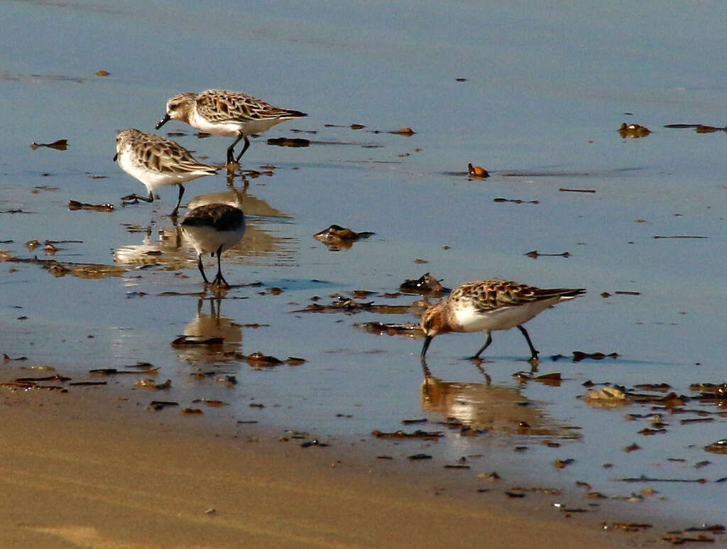 Image of Calidris Merrem 1804