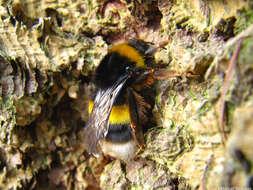 Image of Bumblebees