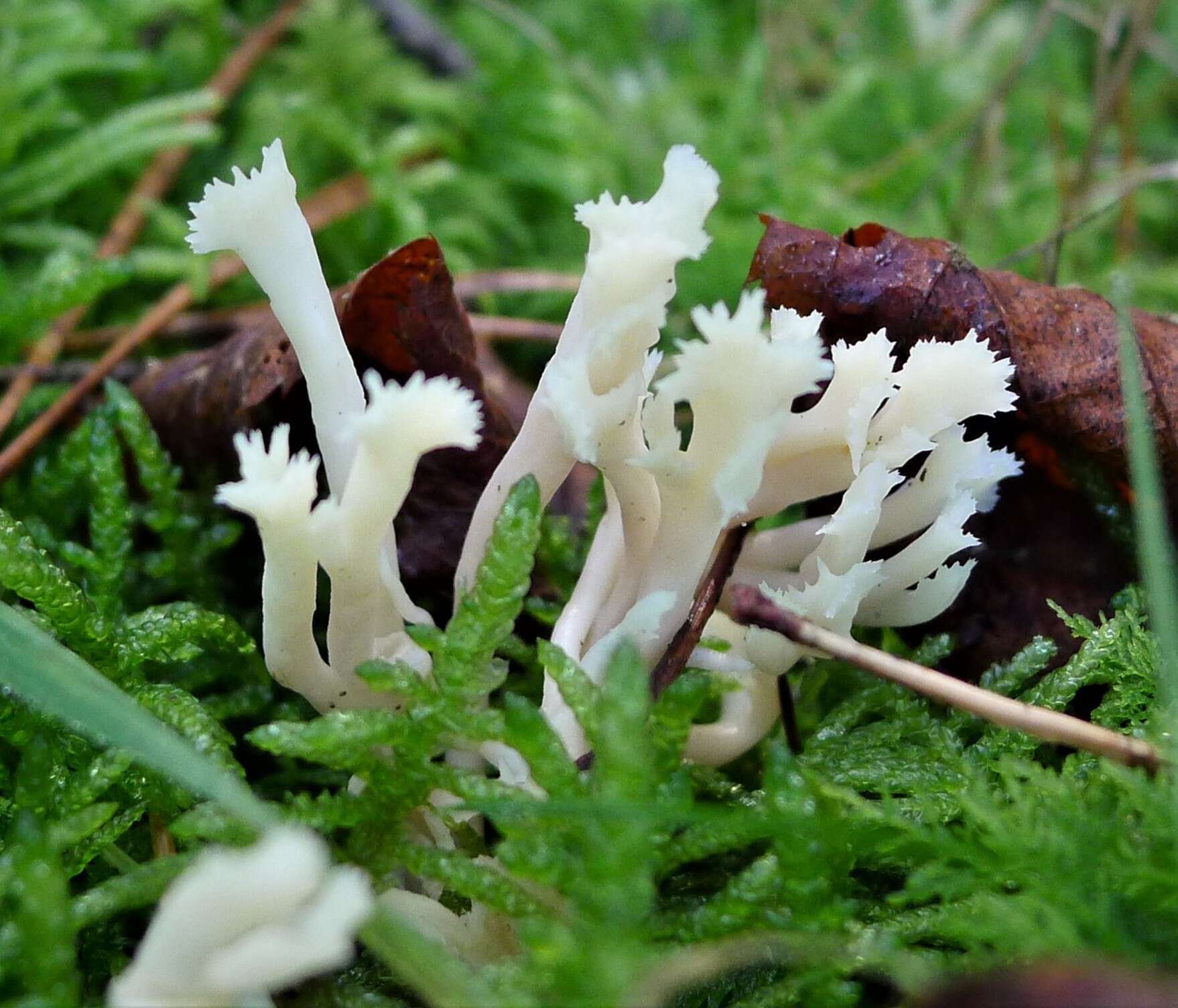 Image de Clavulinaceae