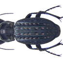 Imagem de Carabus (Limnocarabus) clatratus clatratus Linnaeus 1760