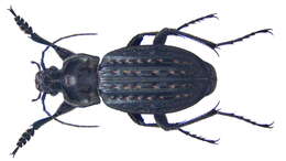 Image of Carabus (Limnocarabus) clatratus clatratus Linnaeus 1760