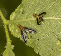 Image of flutter flies