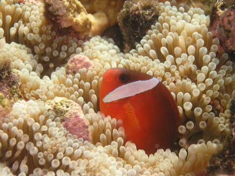 Image of Amphiprion barberi Allen, Drew & Kaufman 2008