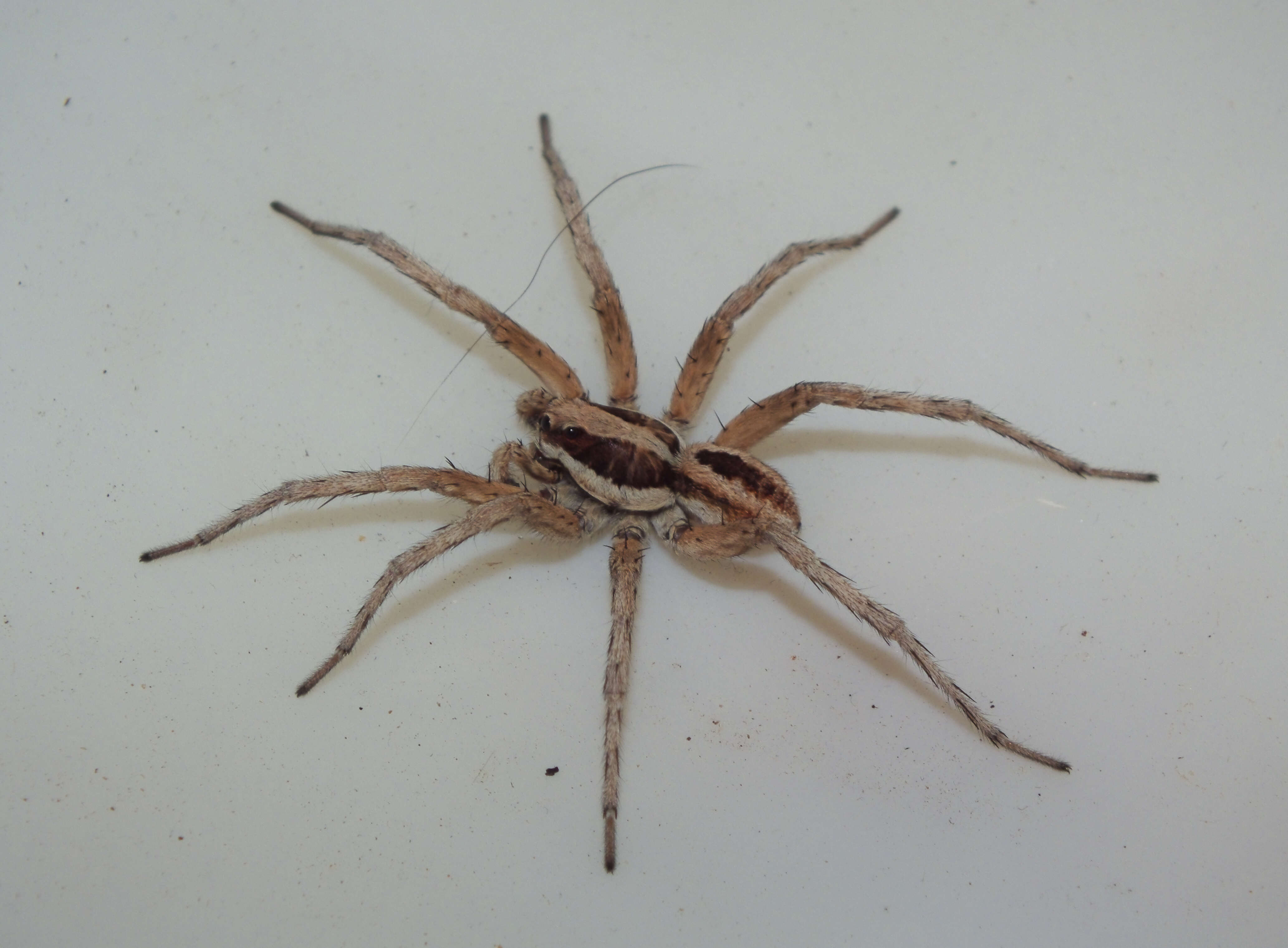 Image of wolf spiders