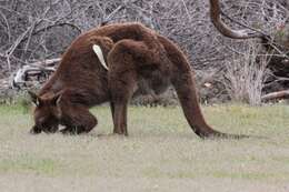 Macropus fuliginosus (Desmarest 1817) resmi