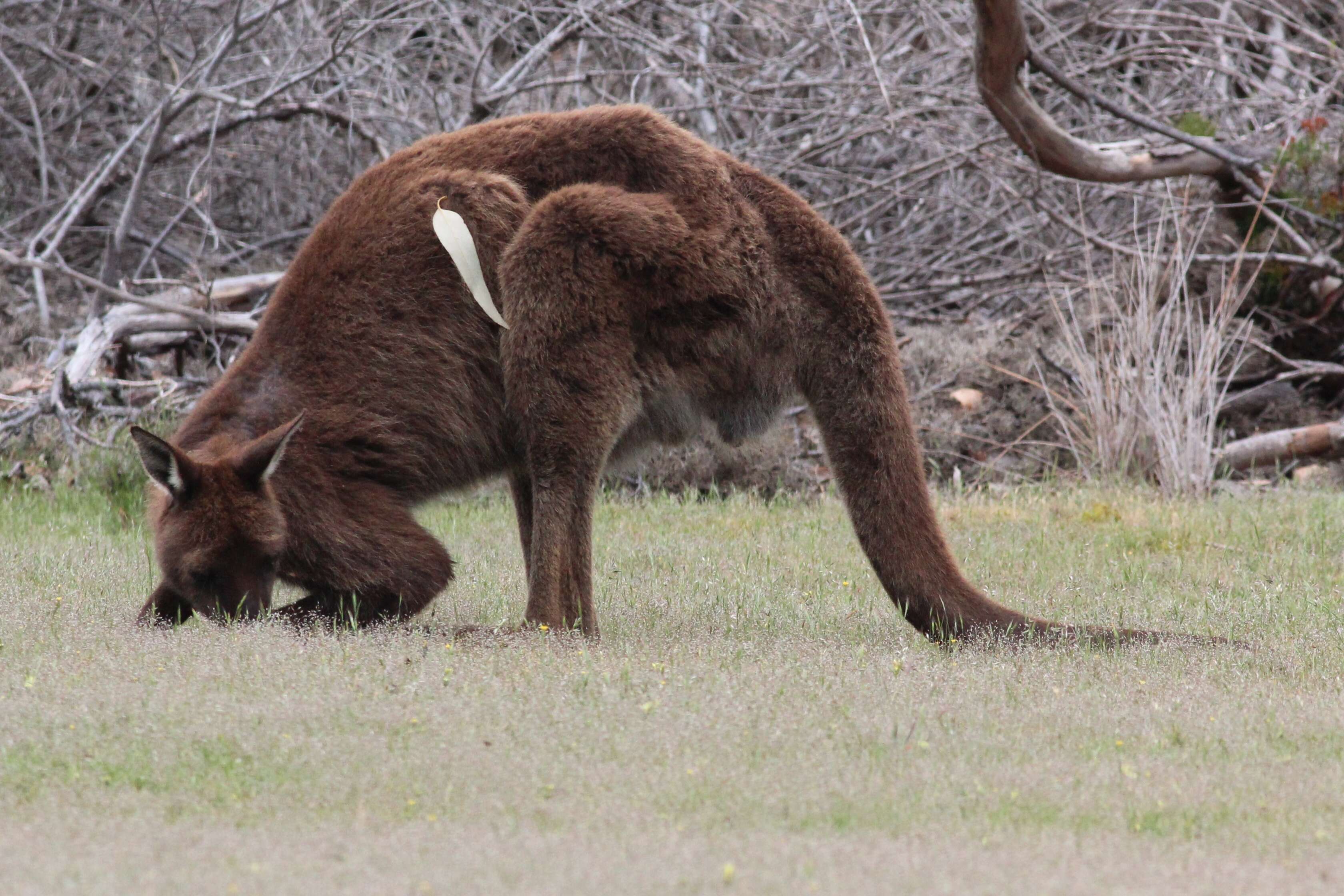 Macropus fuliginosus (Desmarest 1817) resmi