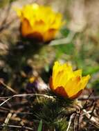 Image of pheasant's eye