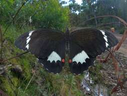 Image of Orchard Swallowtail Butterfly