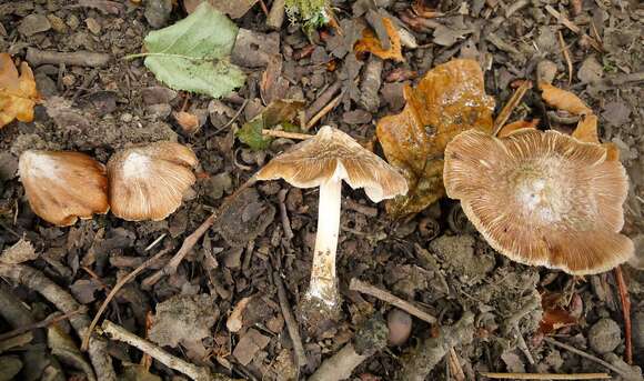 Inocybe maculata Boud. 1885 resmi