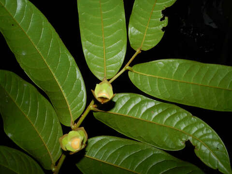 Image of Guatteria pudica N. Zamora & Maas