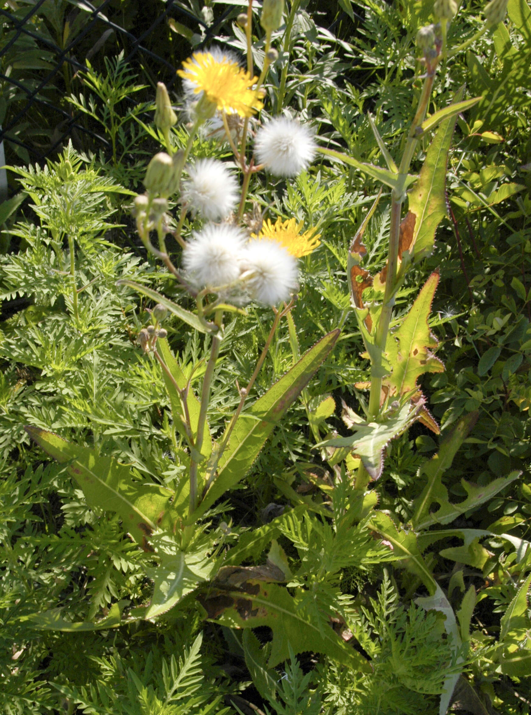 Image of field sowthistle