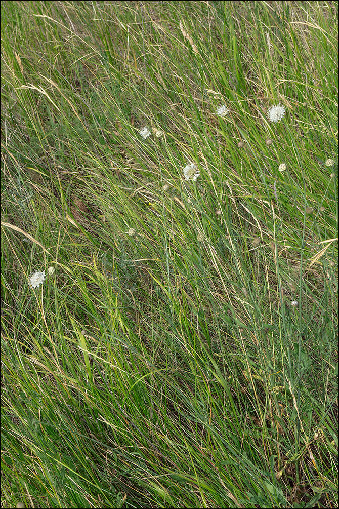 Image of cephalaria