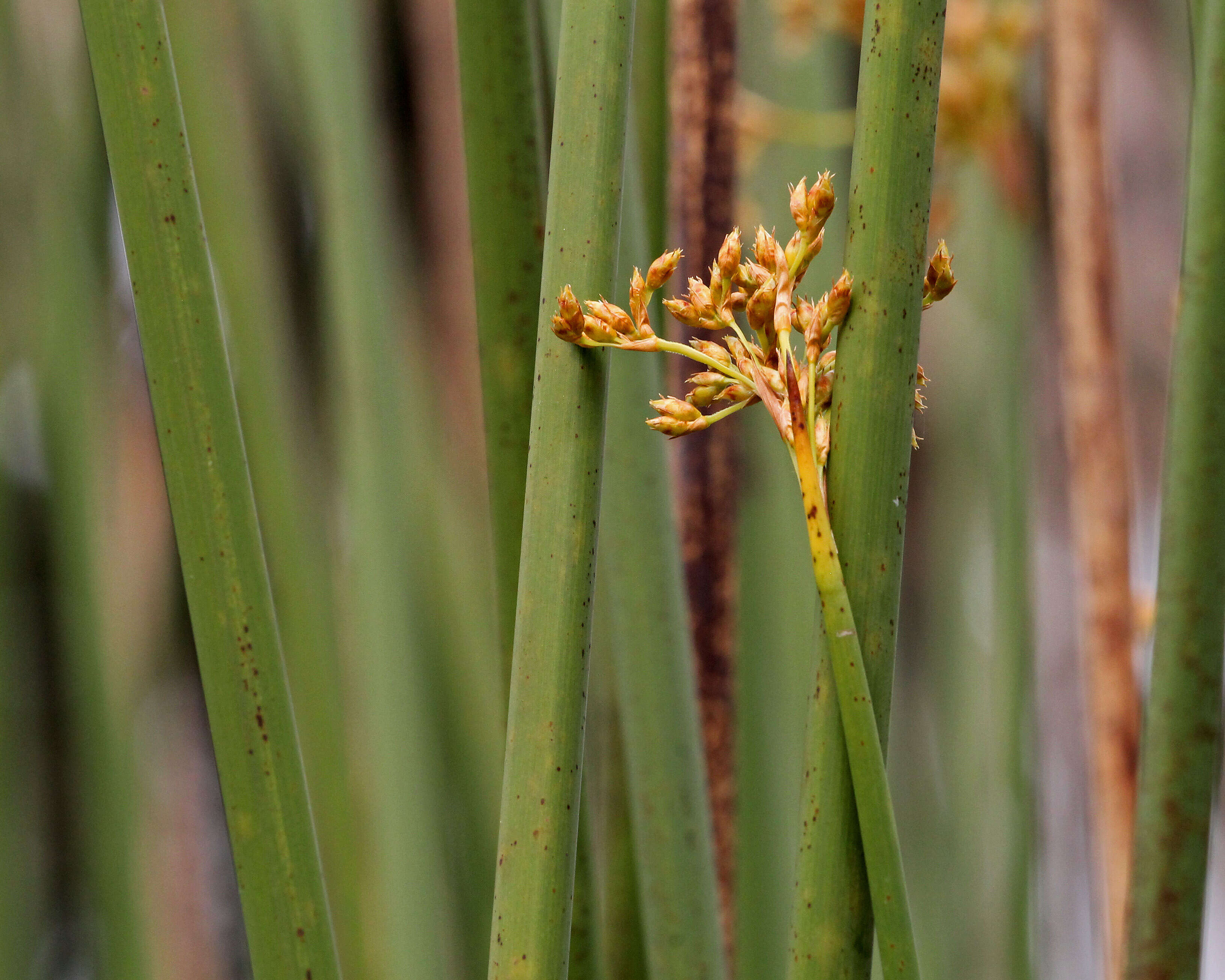 Image of bulrush