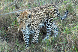 Image of Leopard