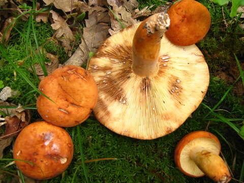 Image of Tawny Milkcap