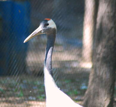 Image of Japanese Crane