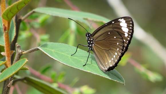 Image of Euploea