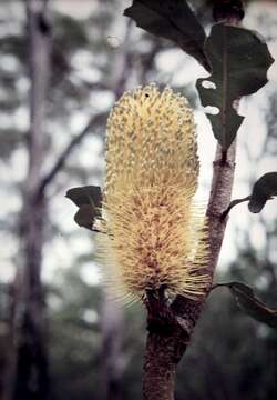 Image of banksia