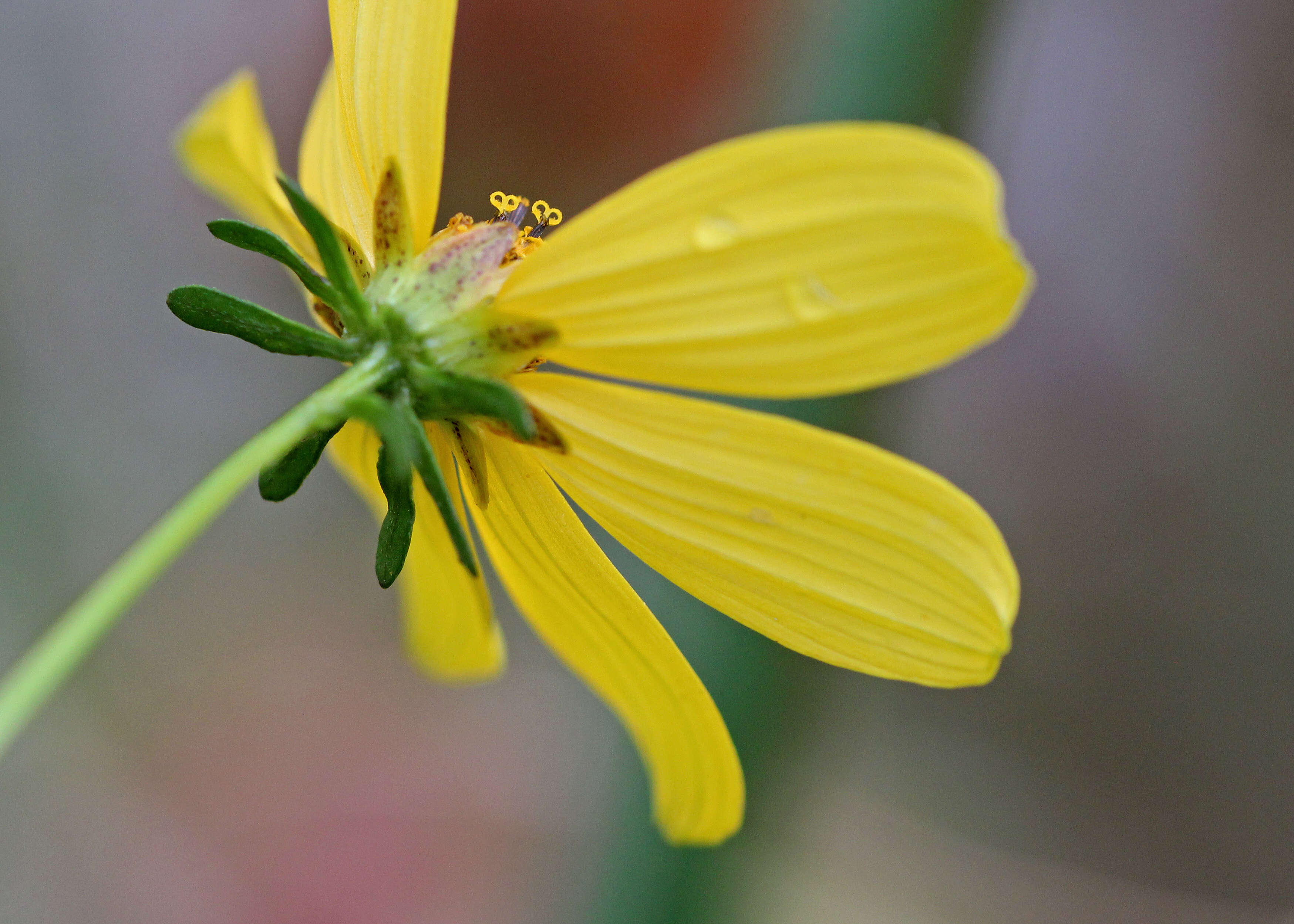 Image of Small-Fruit Beggarticks