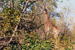 Plancia ëd Giraffa camelopardalis (Linnaeus 1758)