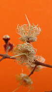 Image de Myrcia sylvatica (G. Meyer) DC.