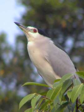 Image of Night Herons