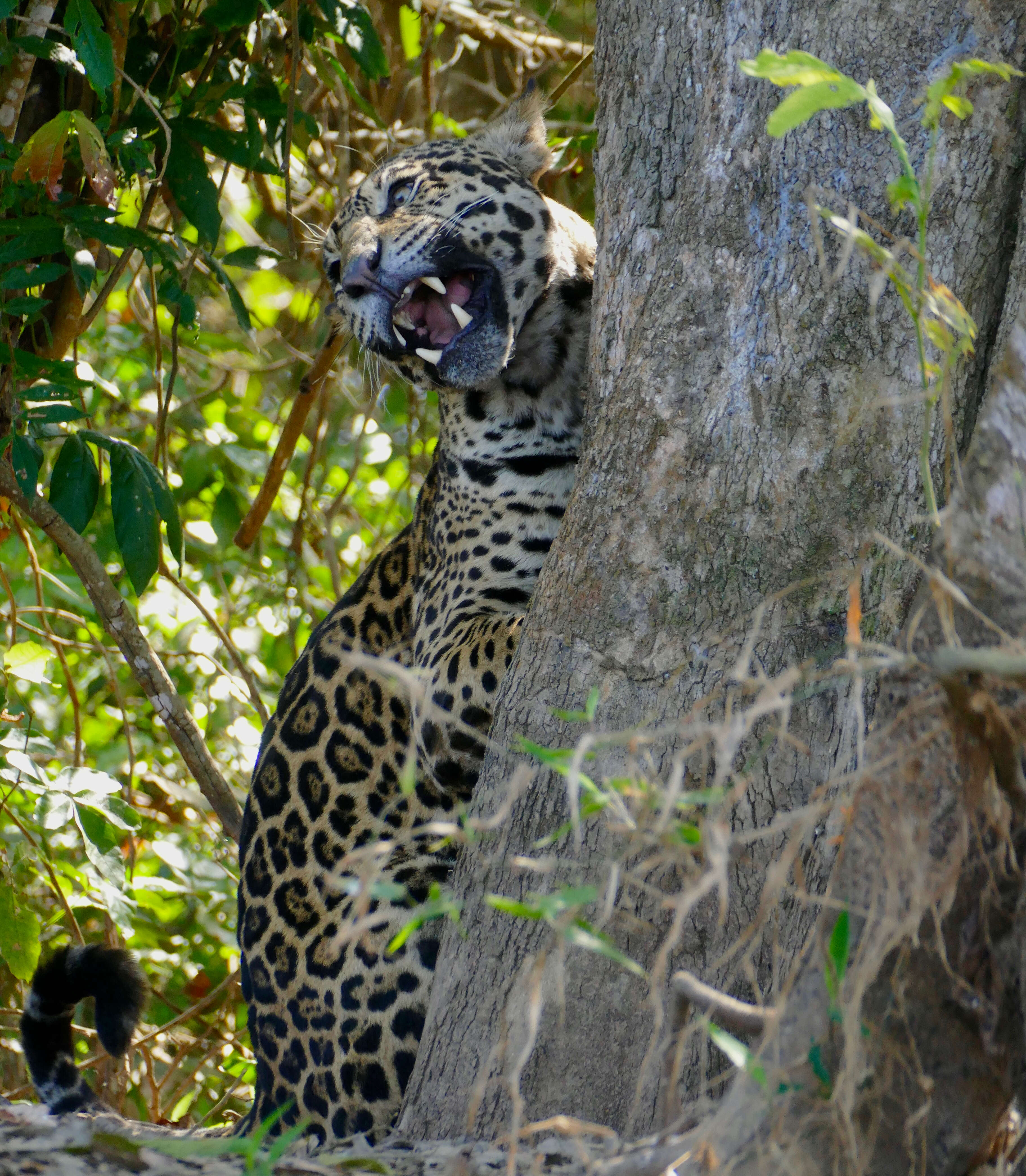 Image of big cats