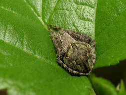 Image of Humpbacked orbweaver