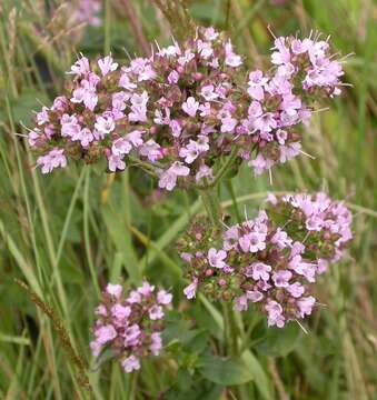 Image of oregano