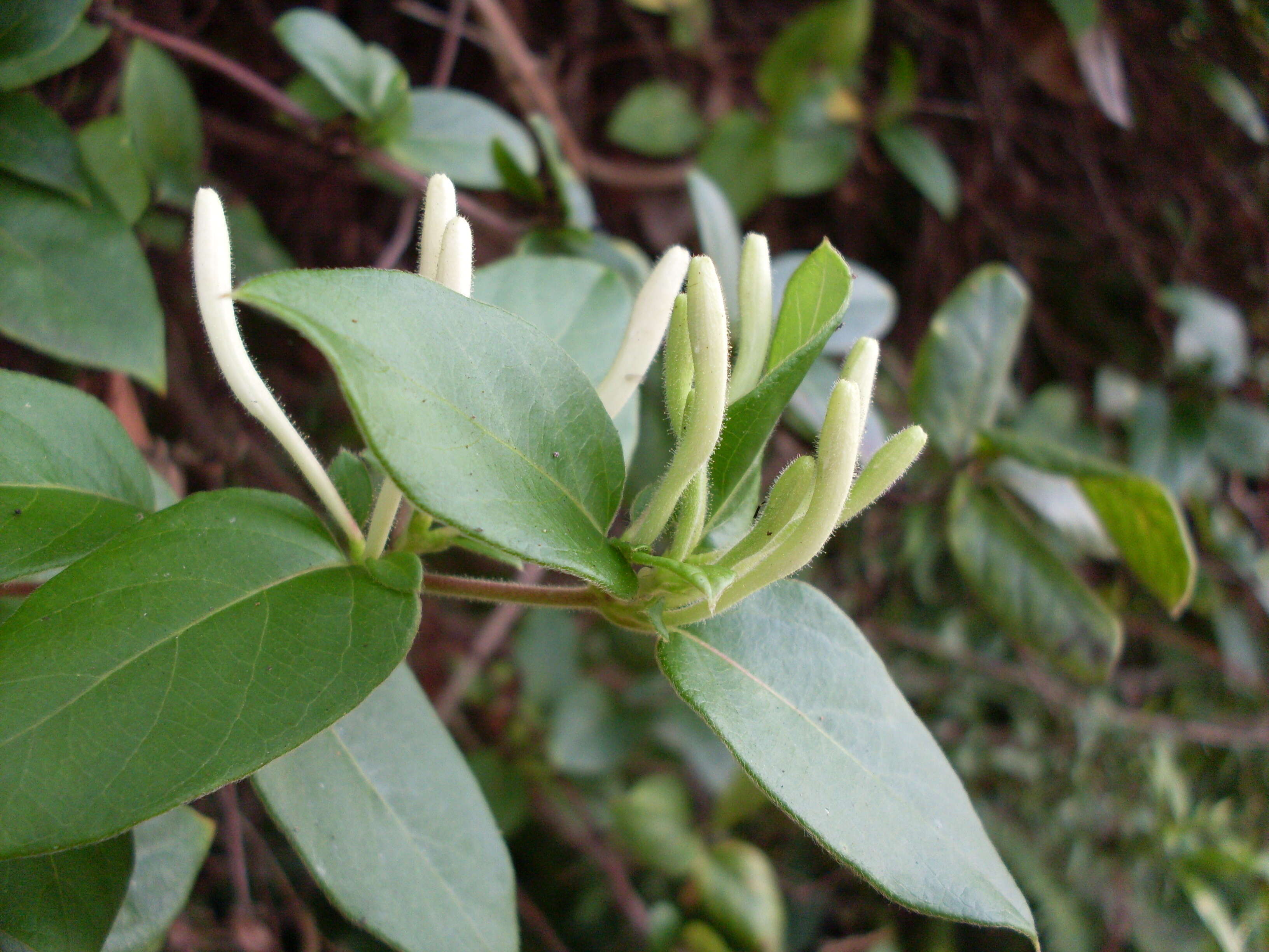 Image of Lonicera