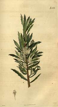 Image of Hakea florida R. Br.