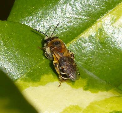 Image of Andrena dorsata (Kirby 1802)