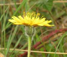 Image of bristly hawkbit